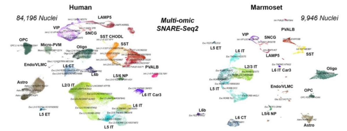 Cross species single cell multi-omics map of the motor cortex