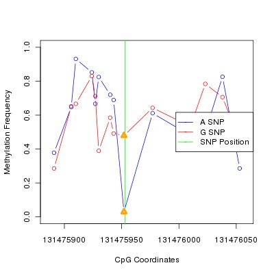 Allele Specific Methylation Frequency Diagram for chr12 131475953 SNP.
