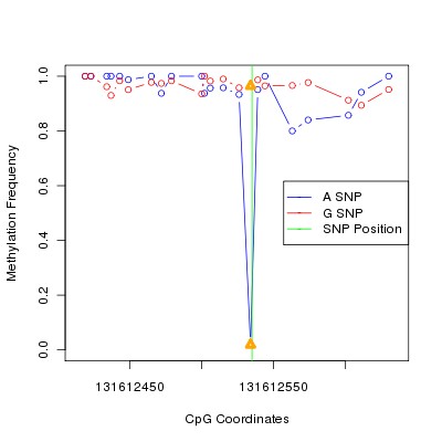Allele Specific Methylation Frequency Diagram for chr12 131612535 SNP.