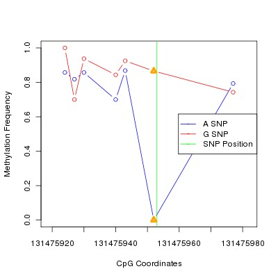 Allele Specific Methylation Frequency Diagram for chr12 131475953 SNP.