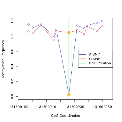 Allele Specific Methylation Frequency Diagram for chr12 131690226 SNP.