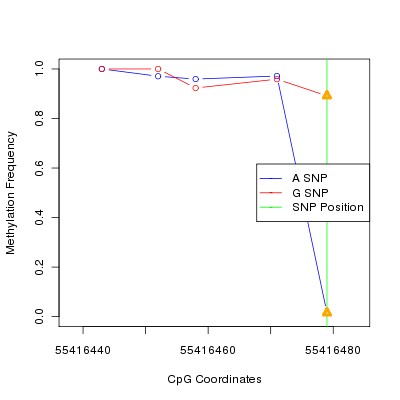 Allele Specific Methylation Frequency Diagram for chr20 55416479 SNP.