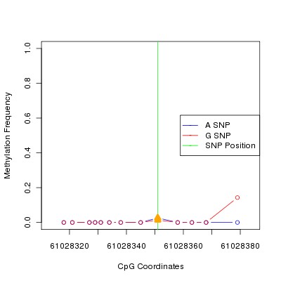 Allele Specific Methylation Frequency Diagram for chr20 61028351 SNP.