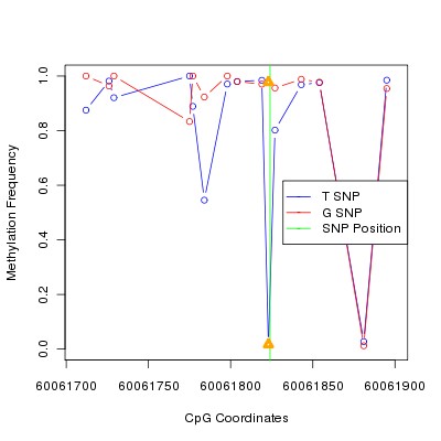 Allele Specific Methylation Frequency Diagram for chr20 60061824 SNP.