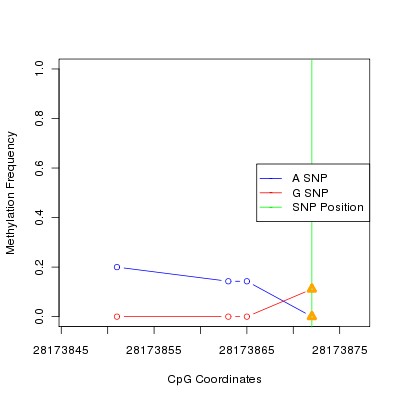 Allele Specific Methylation Frequency Diagram for chr17 28173872 SNP.
