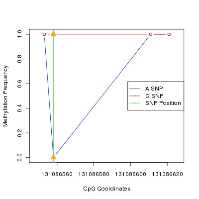 Allele Specific Methylation Frequency Diagram for chr12 131086558 SNP.