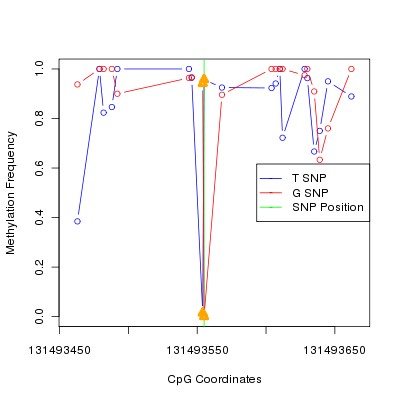 Allele Specific Methylation Frequency Diagram for chr12 131493555 SNP.