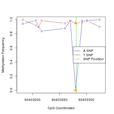 Allele Specific Methylation Frequency Diagram for chr20 60403281 SNP.