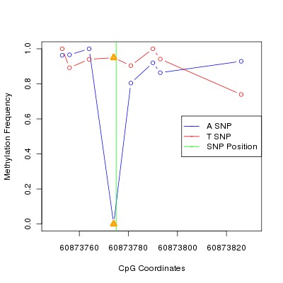 Allele Specific Methylation Frequency Diagram for chr20 60873775 SNP.