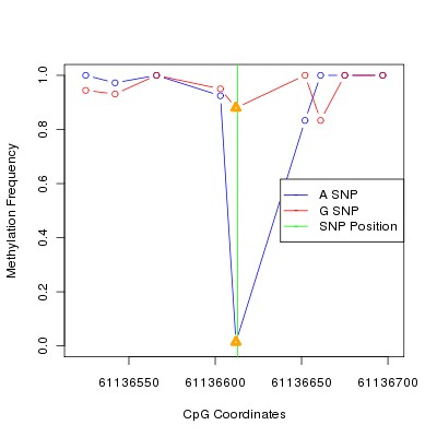 Allele Specific Methylation Frequency Diagram for chr20 61136613 SNP.