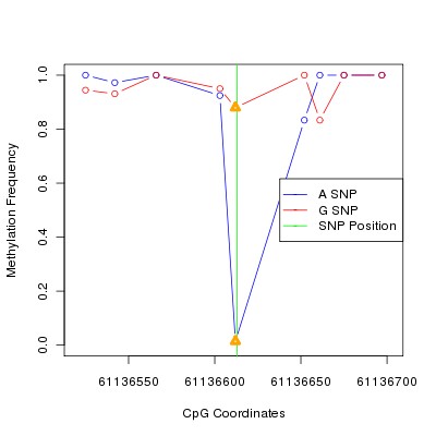 Allele Specific Methylation Frequency Diagram for chr20 61136613 SNP.