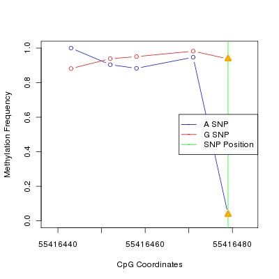 Allele Specific Methylation Frequency Diagram for chr20 55416479 SNP.