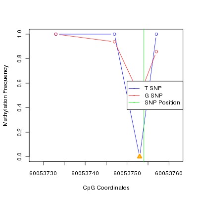 Allele Specific Methylation Frequency Diagram for chr19 60053754 SNP.