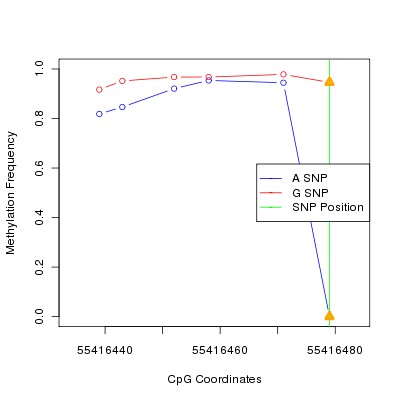 Allele Specific Methylation Frequency Diagram for chr20 55416479 SNP.