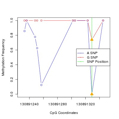 Allele Specific Methylation Frequency Diagram for chr12 130891329 SNP.