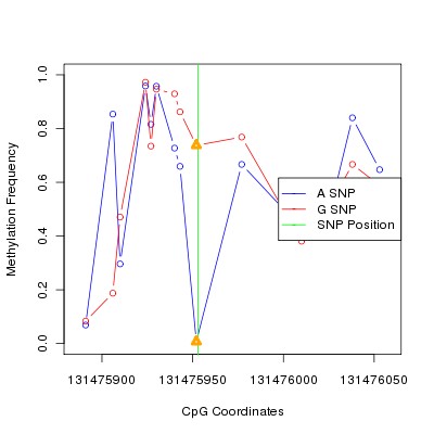 Allele Specific Methylation Frequency Diagram for chr12 131475953 SNP.