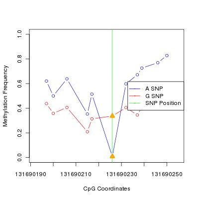 Allele Specific Methylation Frequency Diagram for chr12 131690226 SNP.