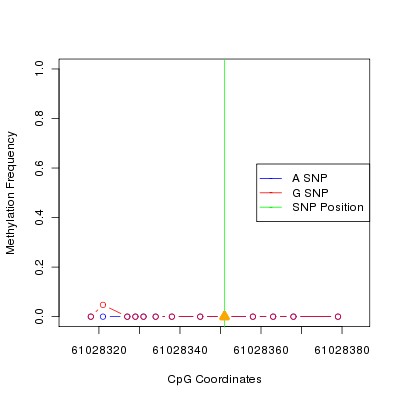 Allele Specific Methylation Frequency Diagram for chr20 61028351 SNP.