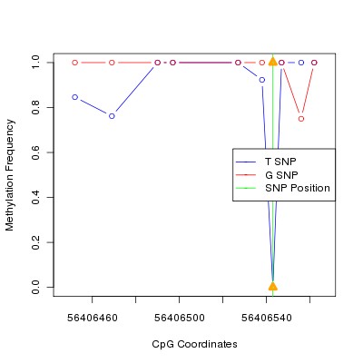 Allele Specific Methylation Frequency Diagram for chr12 56406543 SNP.