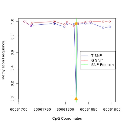 Allele Specific Methylation Frequency Diagram for chr20 60061824 SNP.