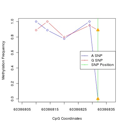 Allele Specific Methylation Frequency Diagram for chr20 60386832 SNP.