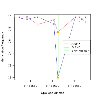 Allele Specific Methylation Frequency Diagram for chr20 61136613 SNP.