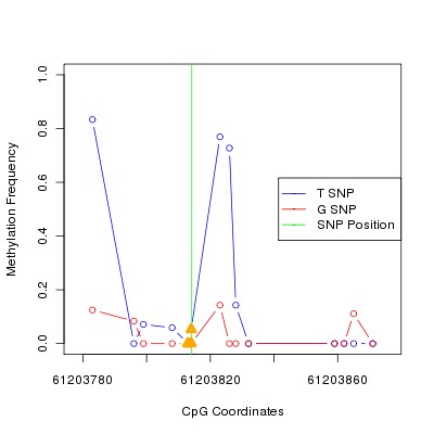 Allele Specific Methylation Frequency Diagram for chr20 61203814 SNP.