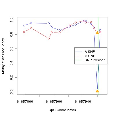 Allele Specific Methylation Frequency Diagram for chr20 61657961 SNP.