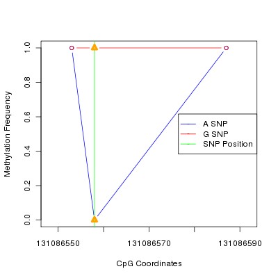 Allele Specific Methylation Frequency Diagram for chr12 131086558 SNP.