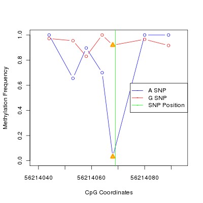 Allele Specific Methylation Frequency Diagram for chr20 56214069 SNP.