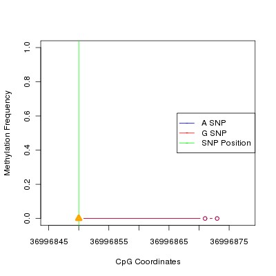 Allele Specific Methylation Frequency Diagram for chr12 36996850 SNP.