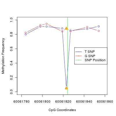 Allele Specific Methylation Frequency Diagram for chr20 60061824 SNP.