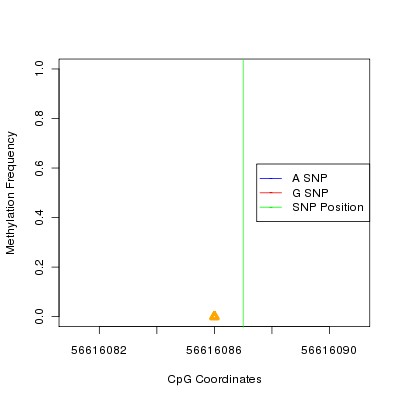 Allele Specific Methylation Frequency Diagram for chr12 56616087 SNP.