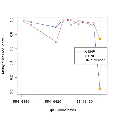 Allele Specific Methylation Frequency Diagram for chr20 55416479 SNP.