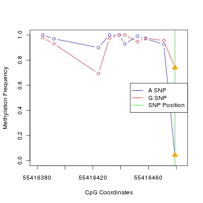 Allele Specific Methylation Frequency Diagram for chr20 55416479 SNP.