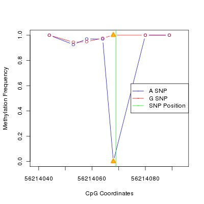 Allele Specific Methylation Frequency Diagram for chr20 56214069 SNP.