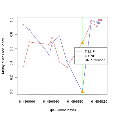 Allele Specific Methylation Frequency Diagram for chr20 61496892 SNP.