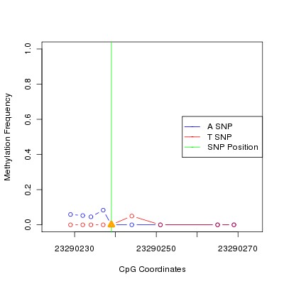 Allele Specific Methylation Frequency Diagram for chr20 23290239 SNP.