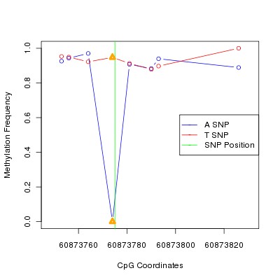 Allele Specific Methylation Frequency Diagram for chr20 60873775 SNP.