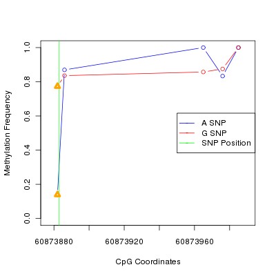 Allele Specific Methylation Frequency Diagram for chr20 60873883 SNP.