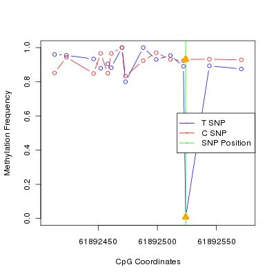 Allele Specific Methylation Frequency Diagram for chr20 61892524 SNP.