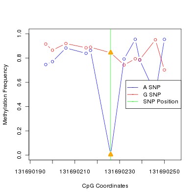 Allele Specific Methylation Frequency Diagram for chr12 131690226 SNP.